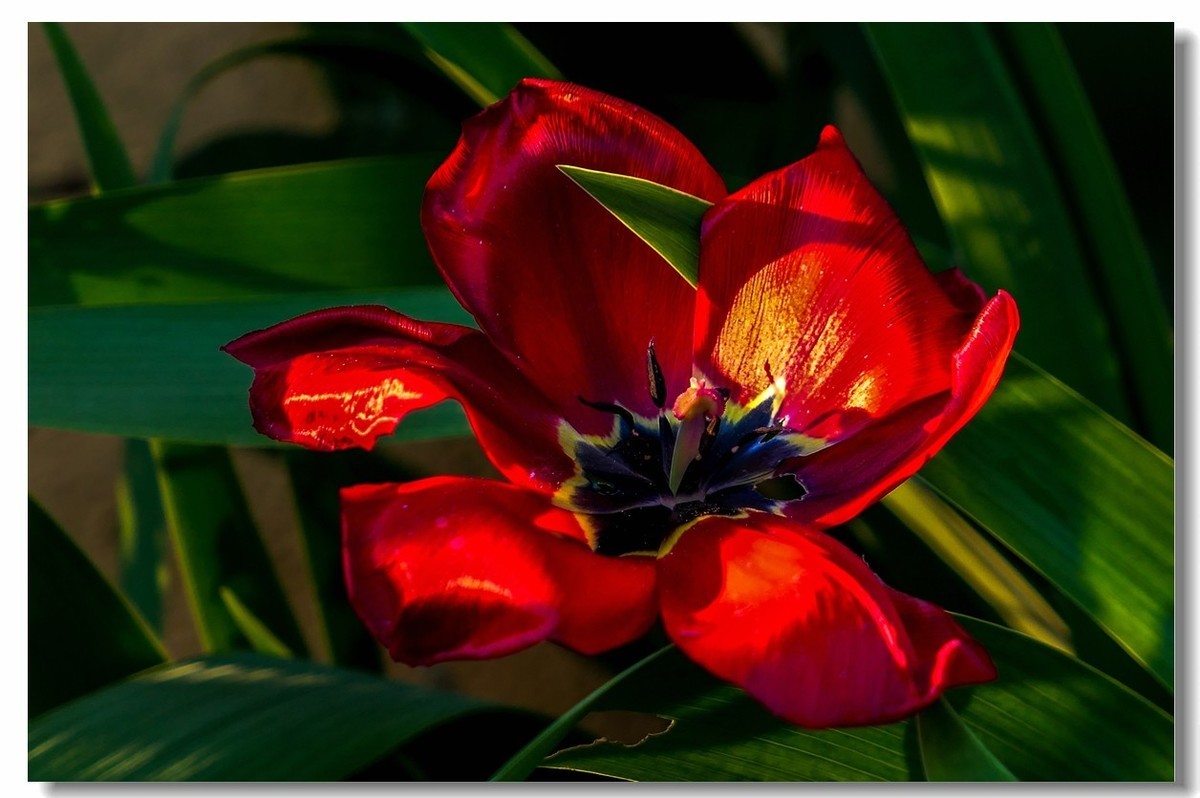 春色献友--祝兄弟星空(中国)师友安康平安!!!