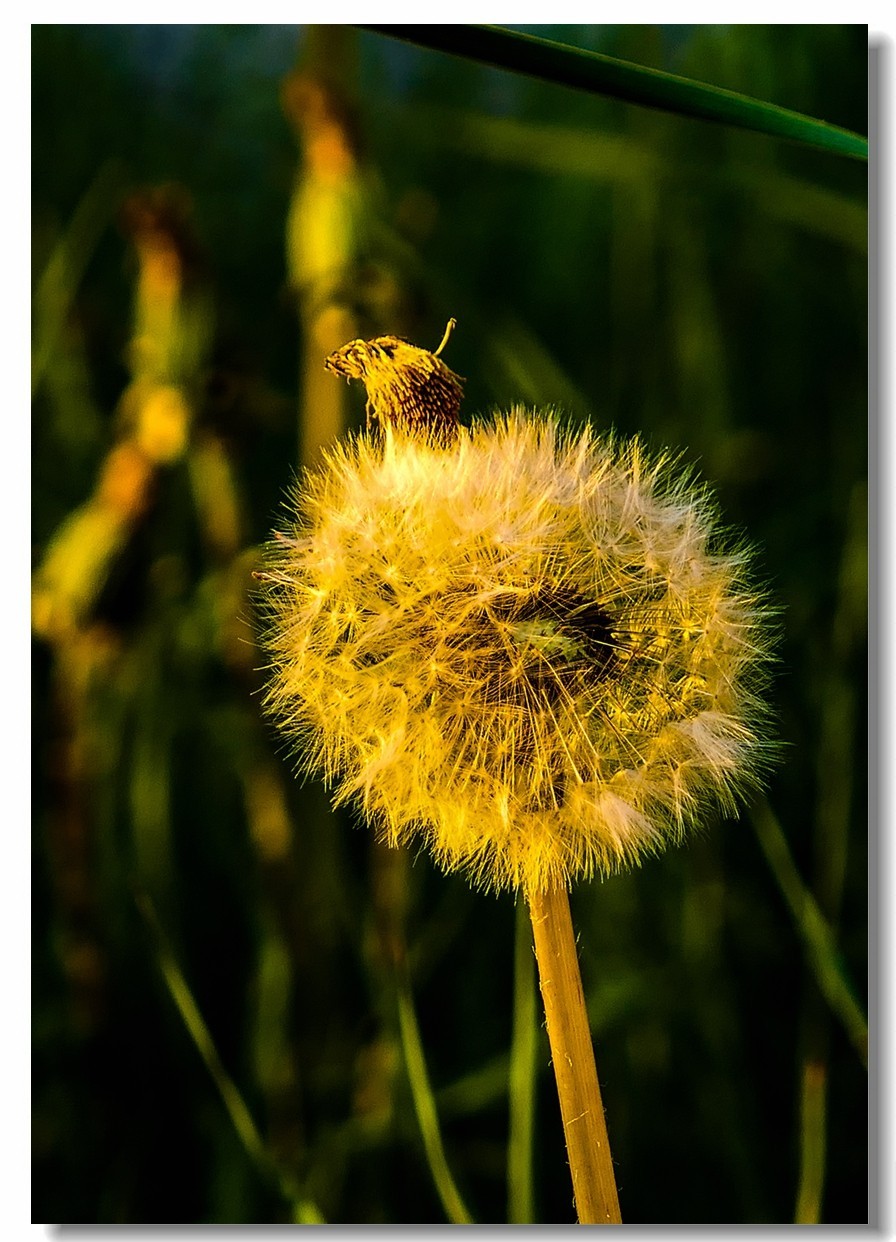 春色献友--祝兄弟星空(中国)师友安康平安!!!