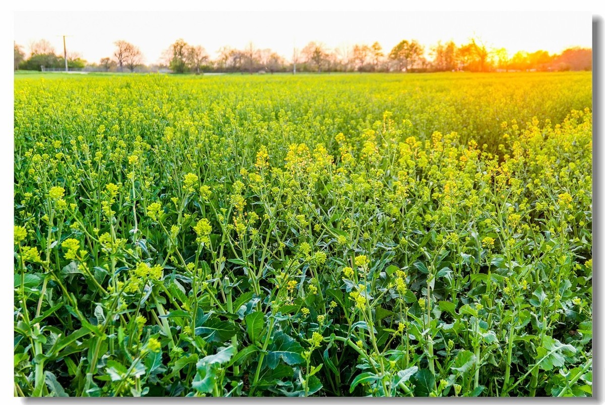 春色献友--祝兄弟星空(中国)师友安康平安!!!