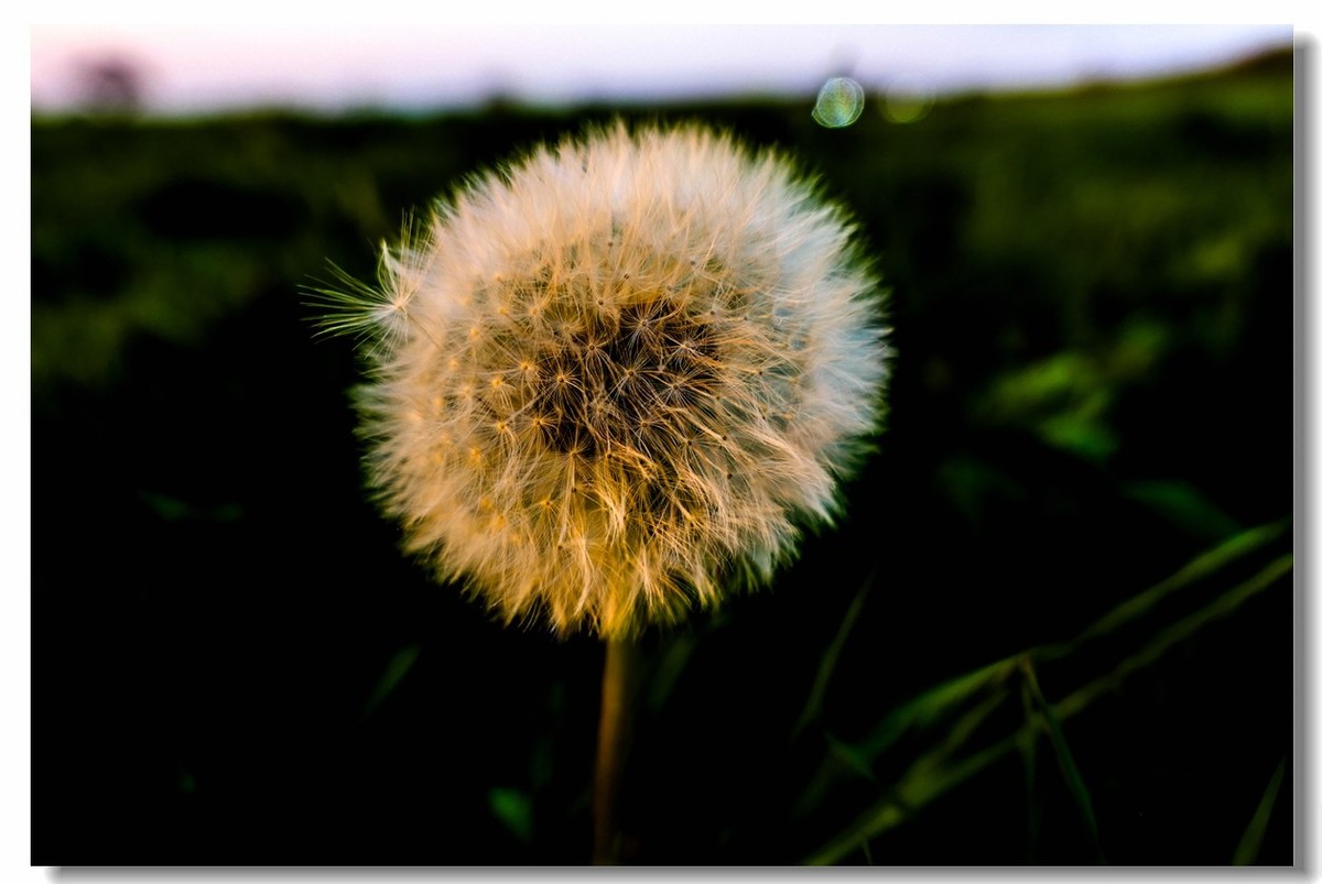 春色献友--祝兄弟星空(中国)师友安康平安!!!
