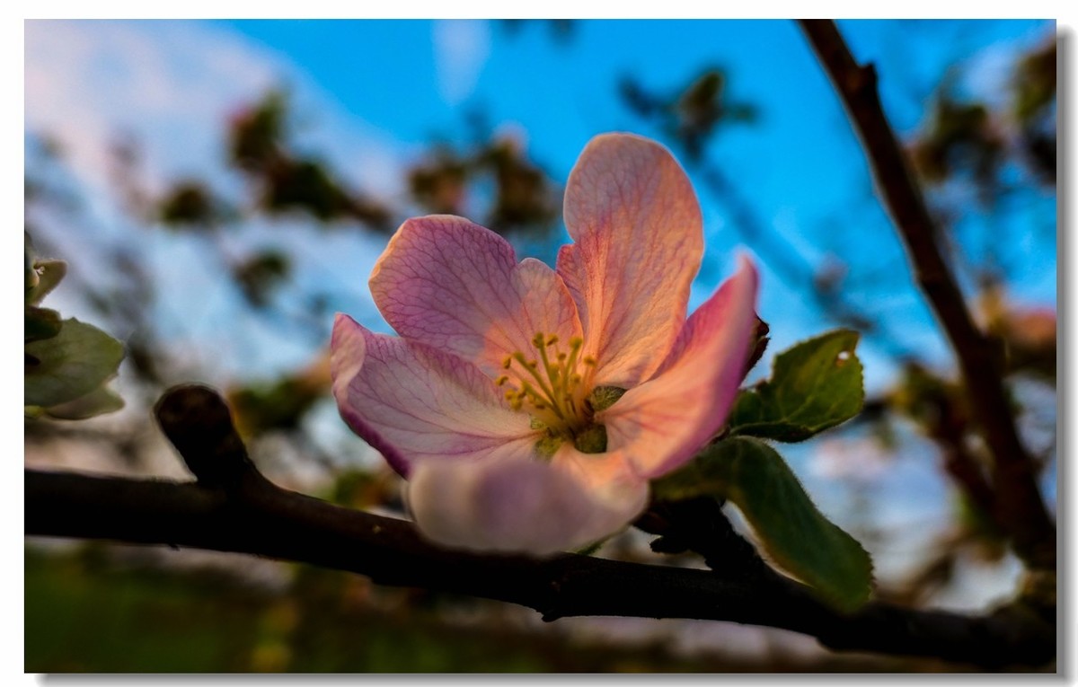 春色献友--祝兄弟星空(中国)师友安康平安!!!