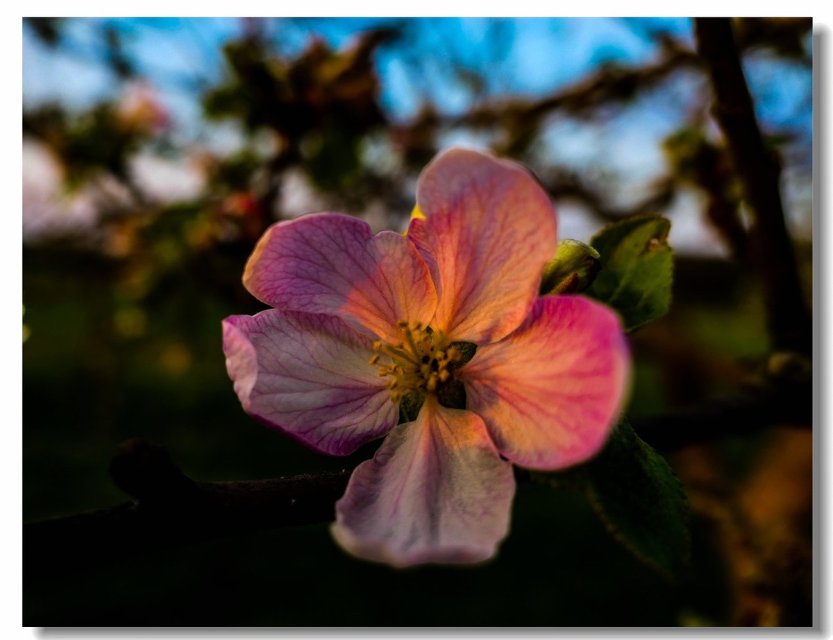 春色献友--祝兄弟星空(中国)师友安康平安!!!
