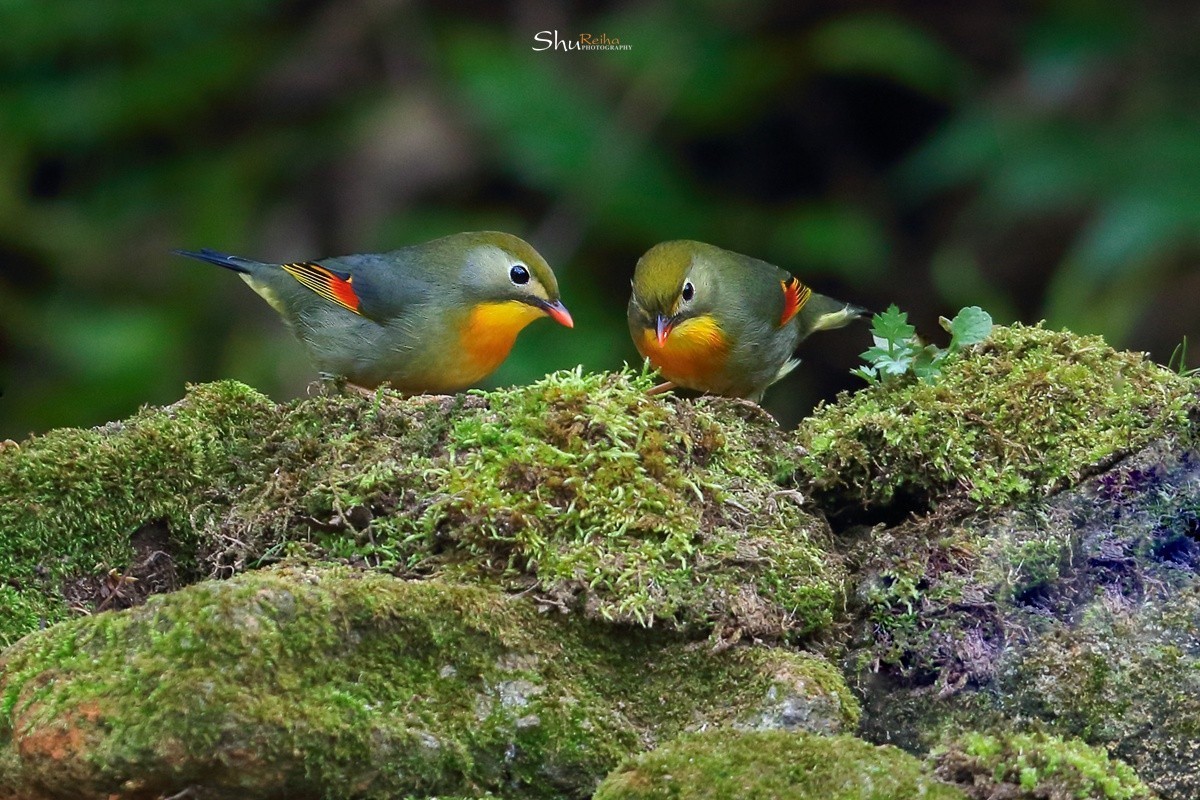 2020的春天已经到来、希望在人间……