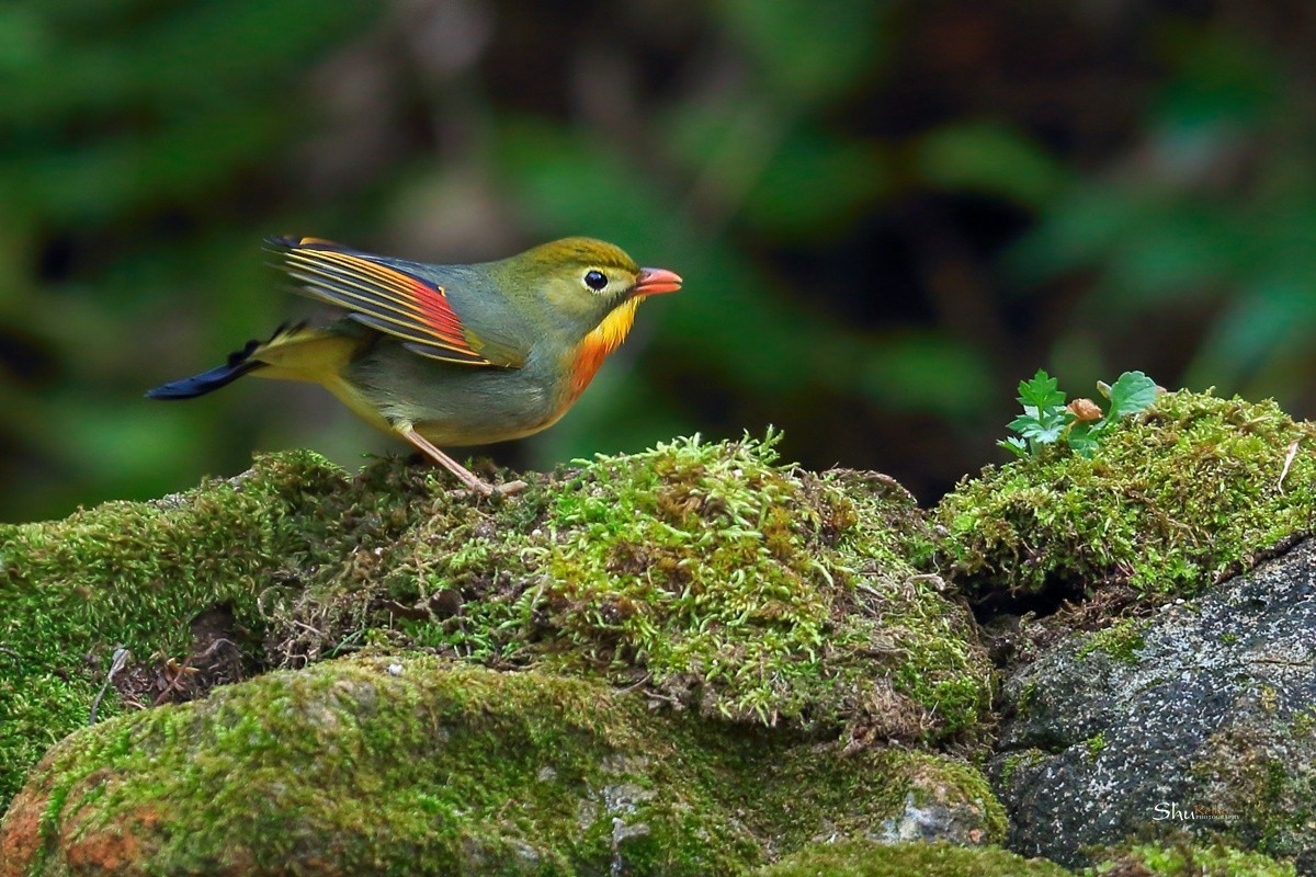 2020的春天已经到来、希望在人间……