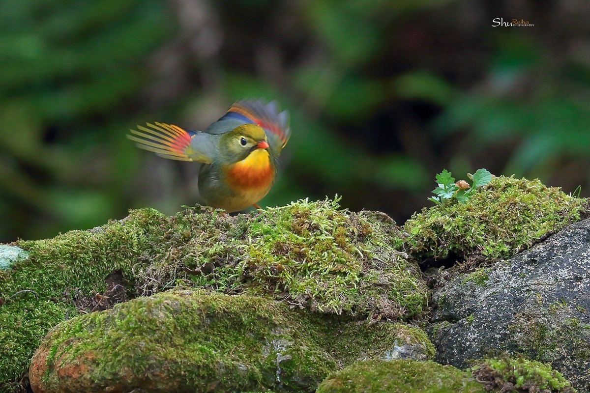 2020的春天已经到来、希望在人间……