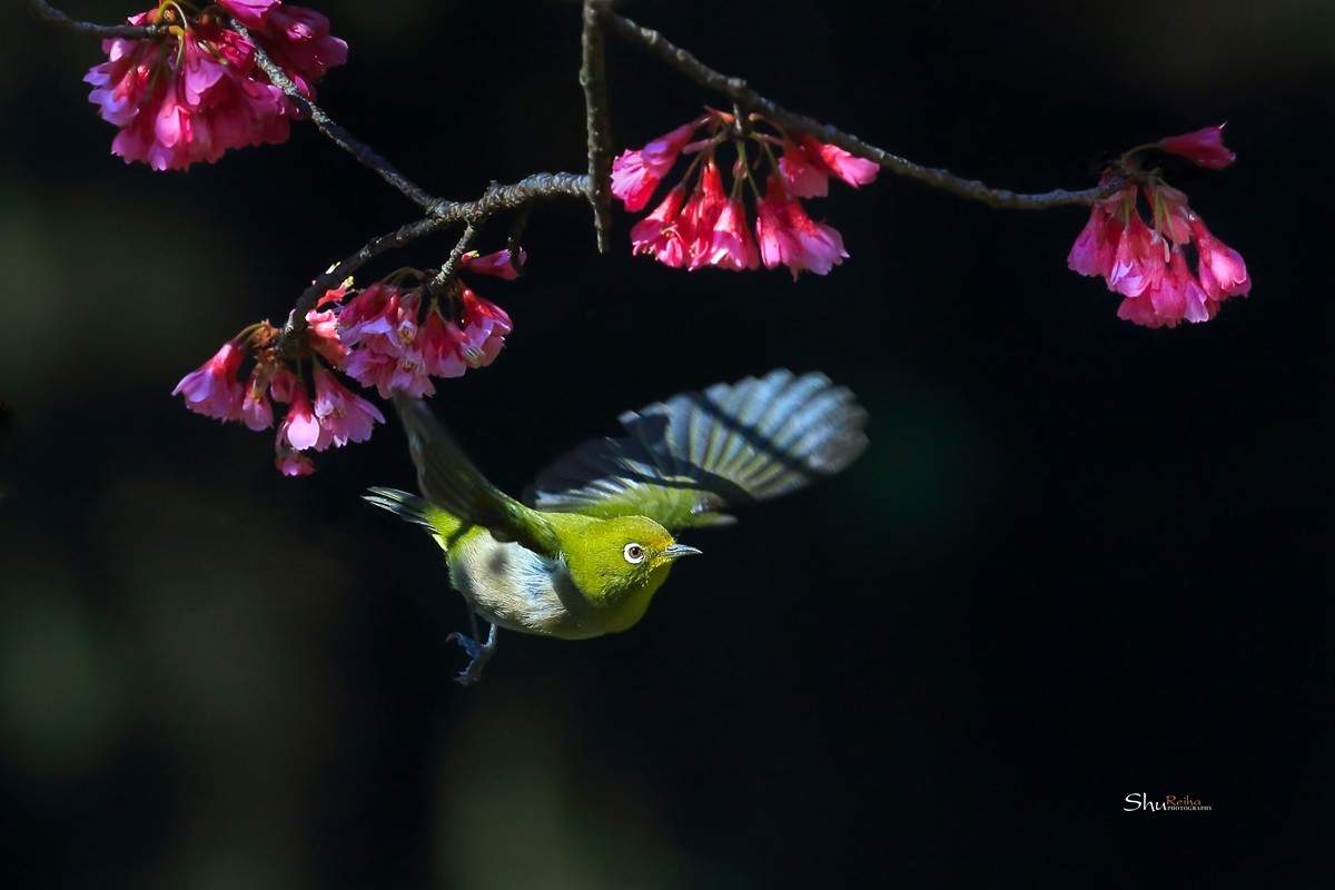 2020的春天已经到来、希望在人间……