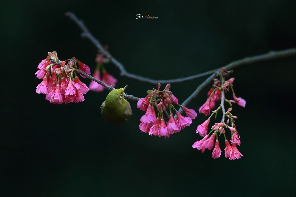 2020的春天已经到来、希望在人间……