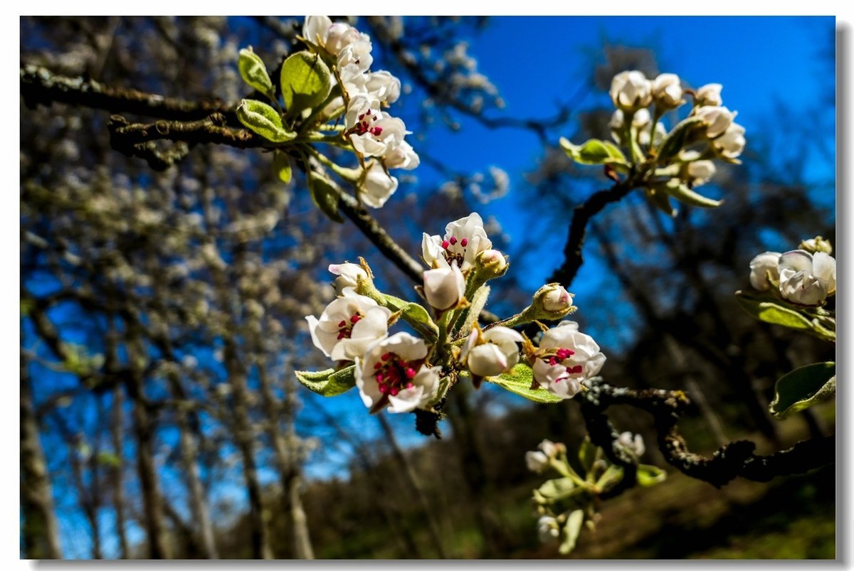 春色献友--祝兄弟星空(中国)师友安康平安!!!