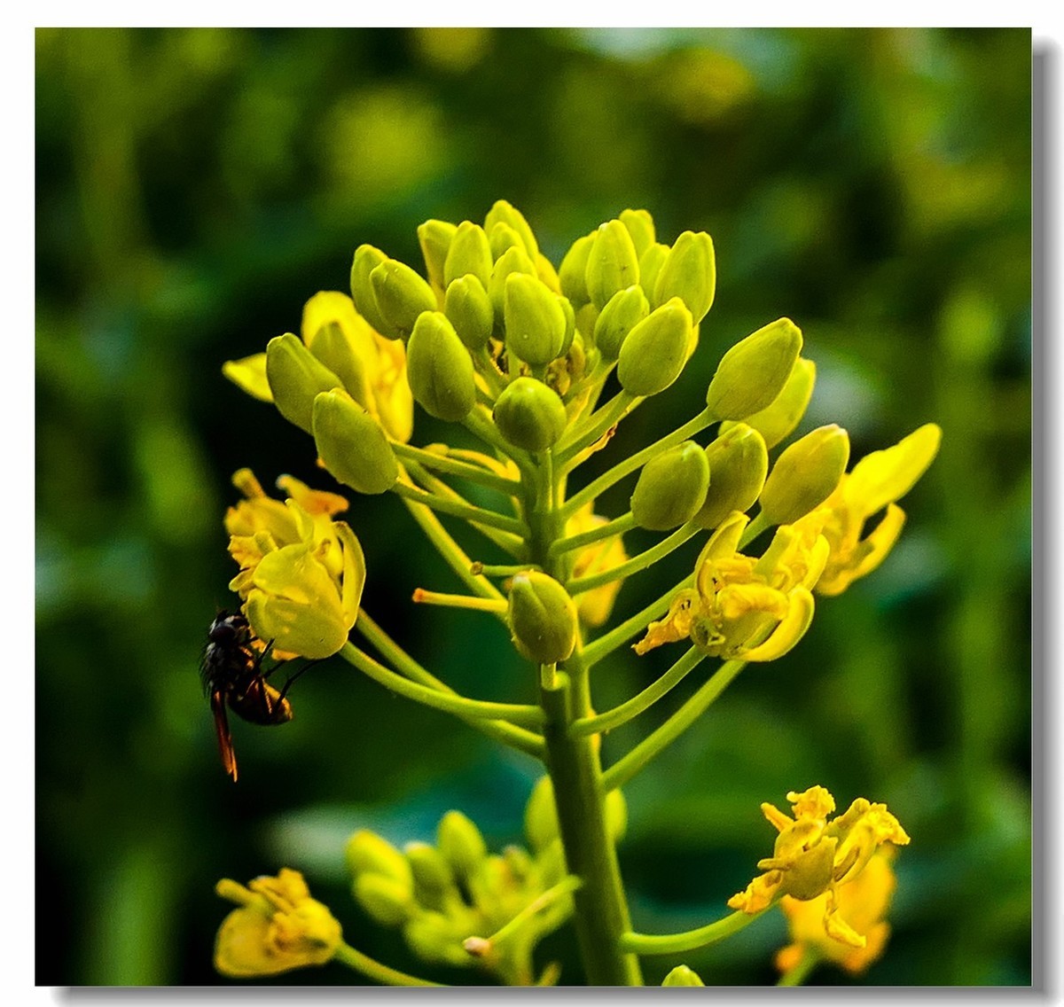 春色献友--祝兄弟星空(中国)师友安康平安!!!