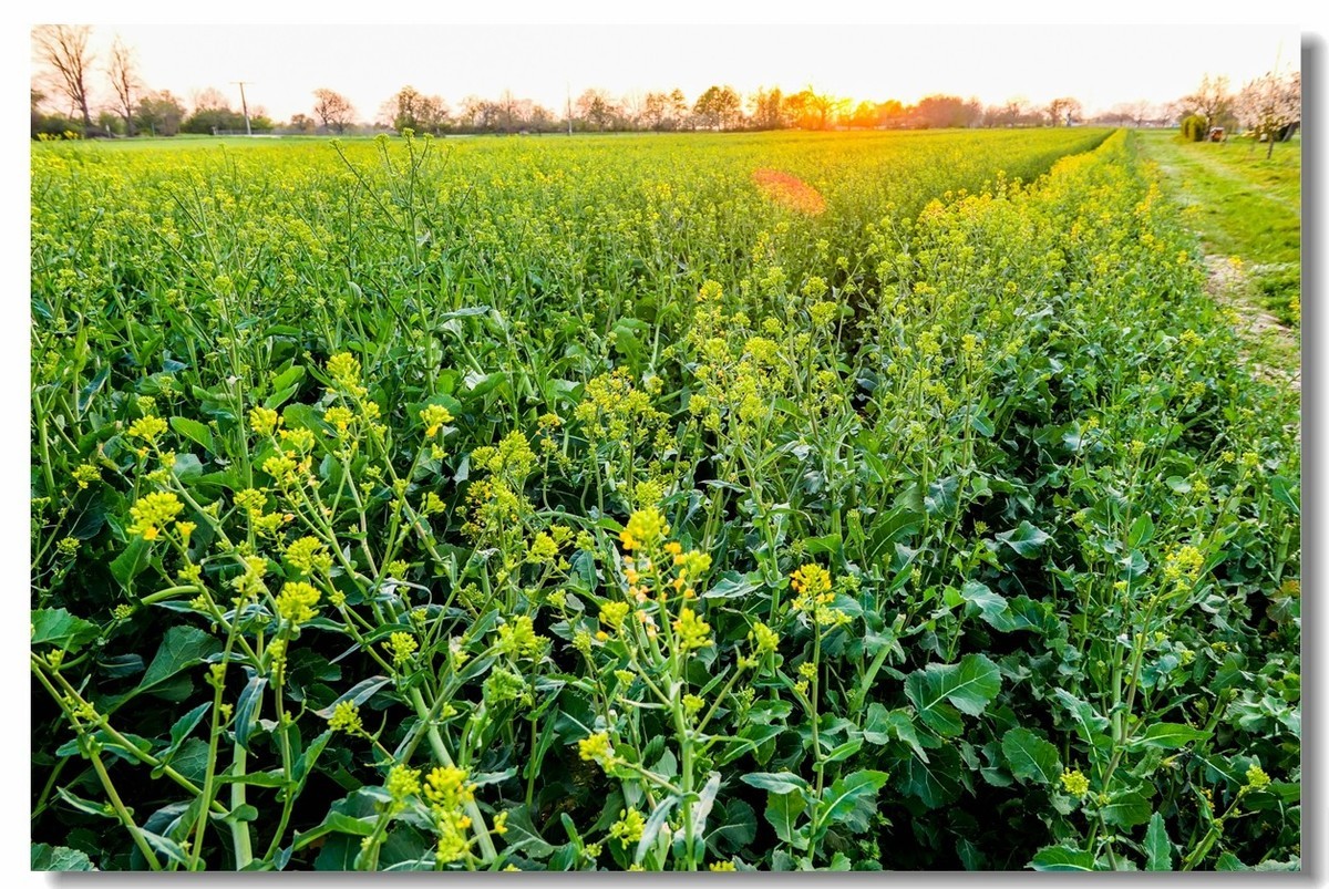 春色献友--祝兄弟星空(中国)师友安康平安!!!