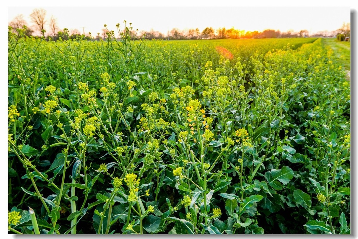 春色献友--祝兄弟星空(中国)师友安康平安!!!