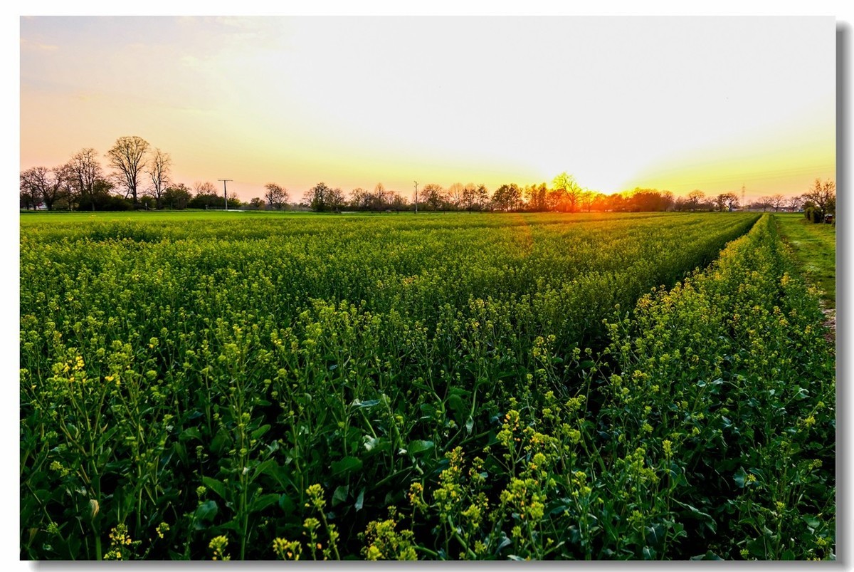 春色献友--祝兄弟星空(中国)师友安康平安!!!