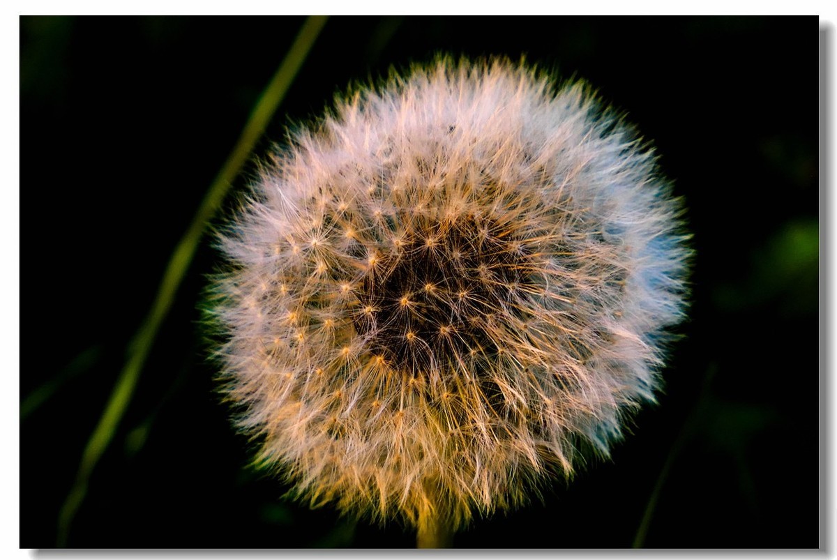 春色献友--祝兄弟星空(中国)师友安康平安!!!