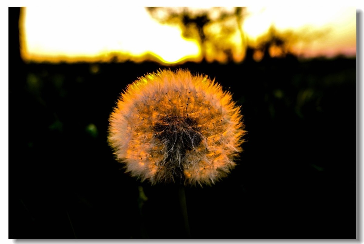 春色献友--祝兄弟星空(中国)师友安康平安!!!