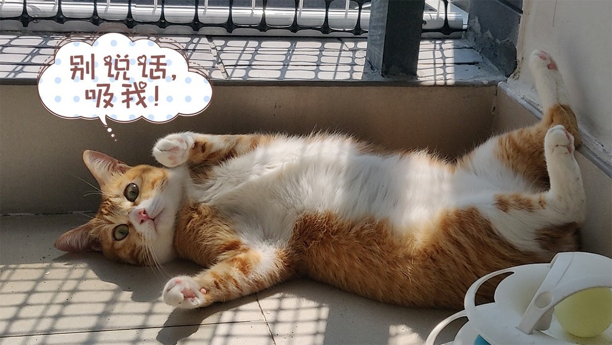 吸猫大法好！睿米NEX2 Pro无线吸尘器评测
