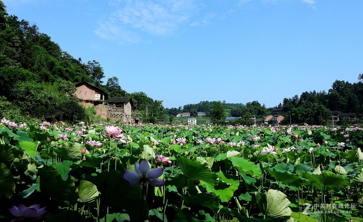 夏日午后乡村图片