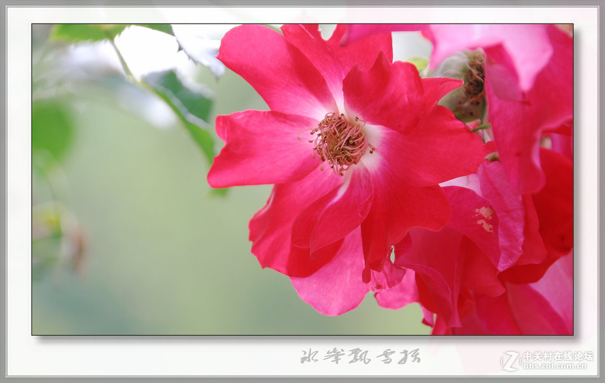 公园花卉一组