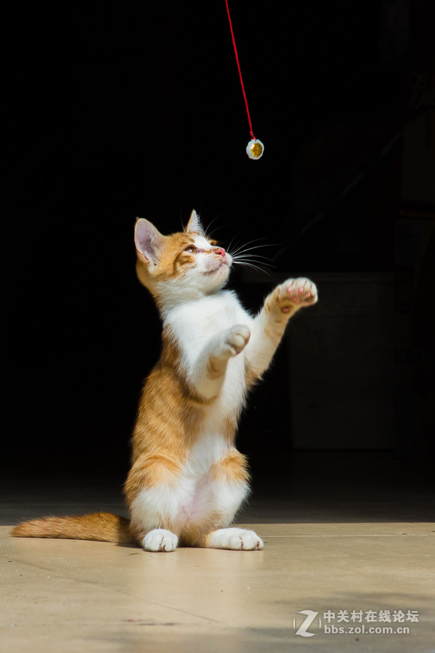 可爱的动感小猫咪