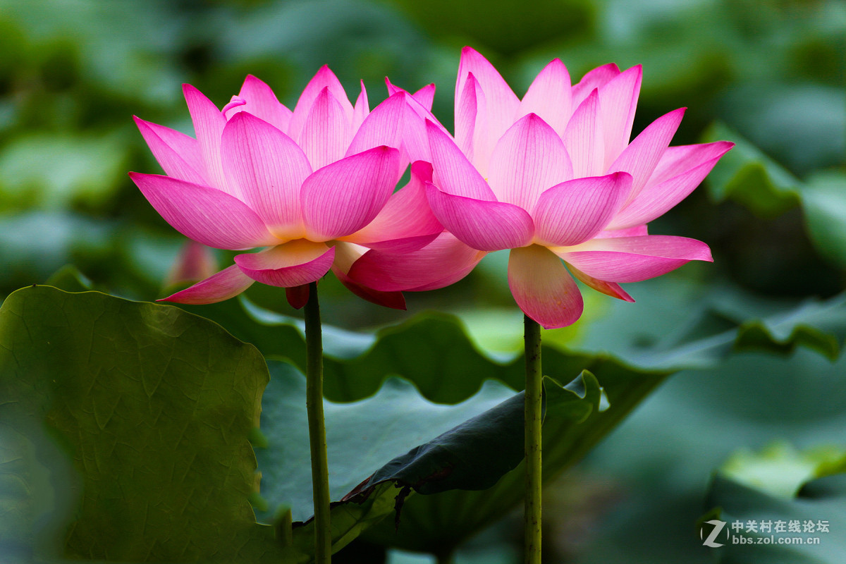 雨后的西湖红莲尽开颜