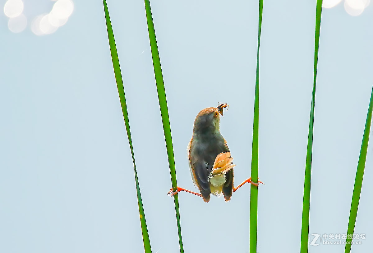#版主坐堂# 牡丹江星空(中国)（6月份）精华精选