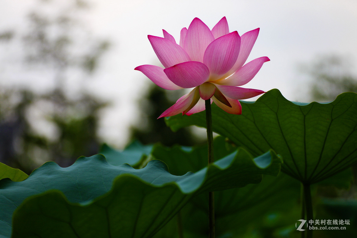 雨后的西湖红莲尽开颜