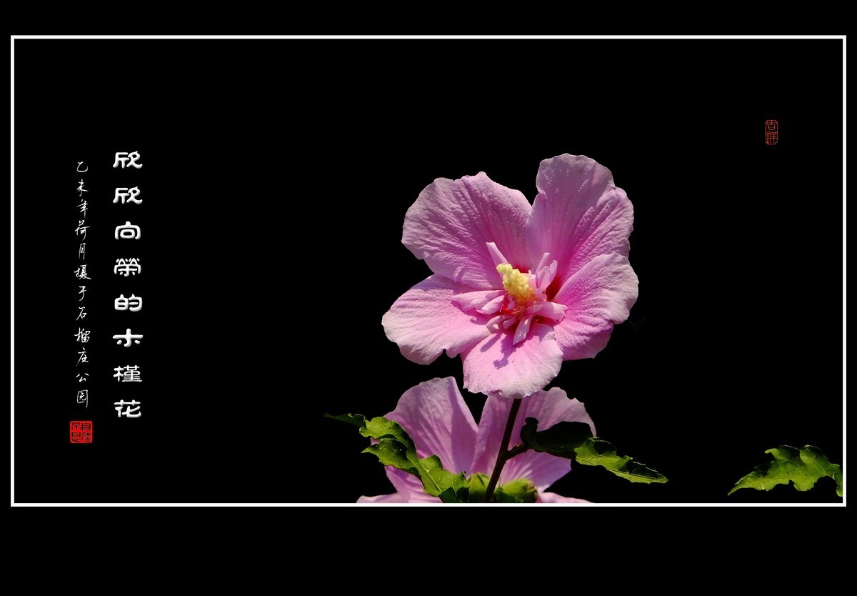 #版主坐堂# 牡丹江星空(中国)（6月份）精华精选