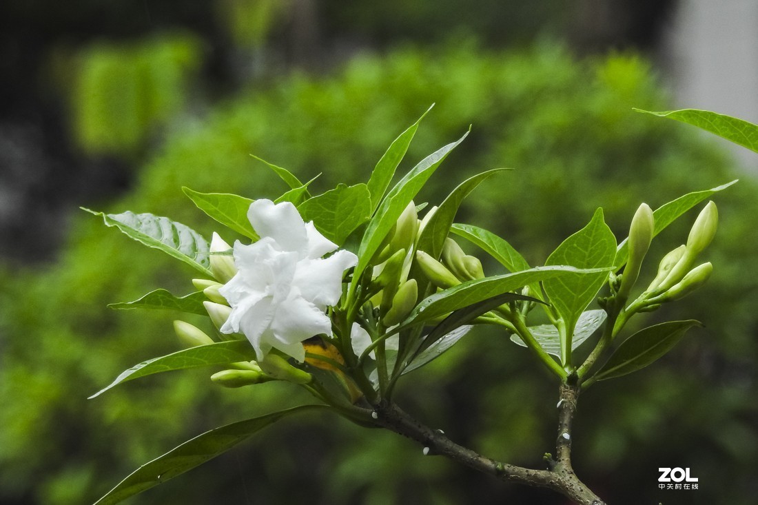 狗牙花