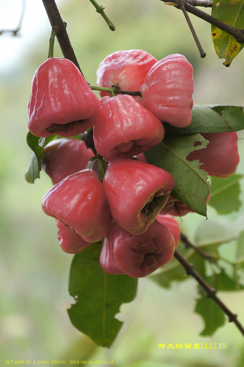 洋蒲桃爬上树拍的一组特写
