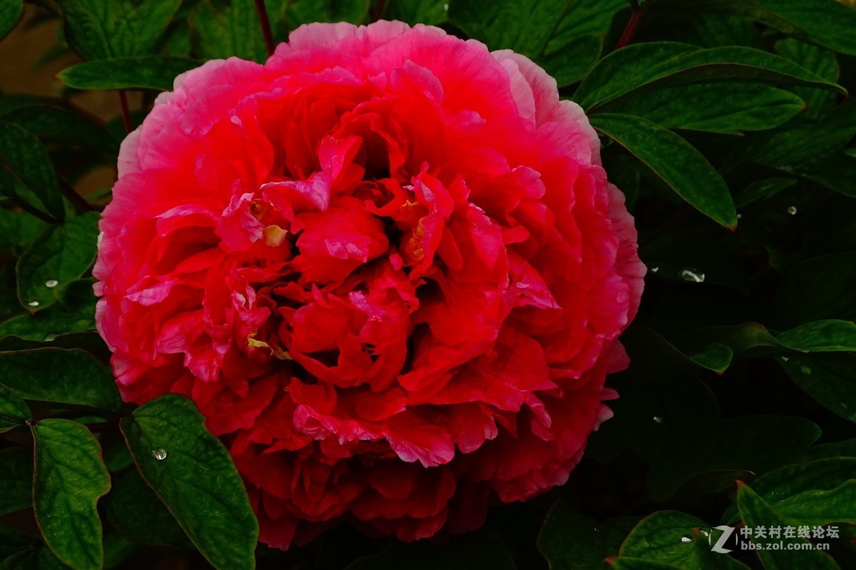 花开富贵牡丹花10