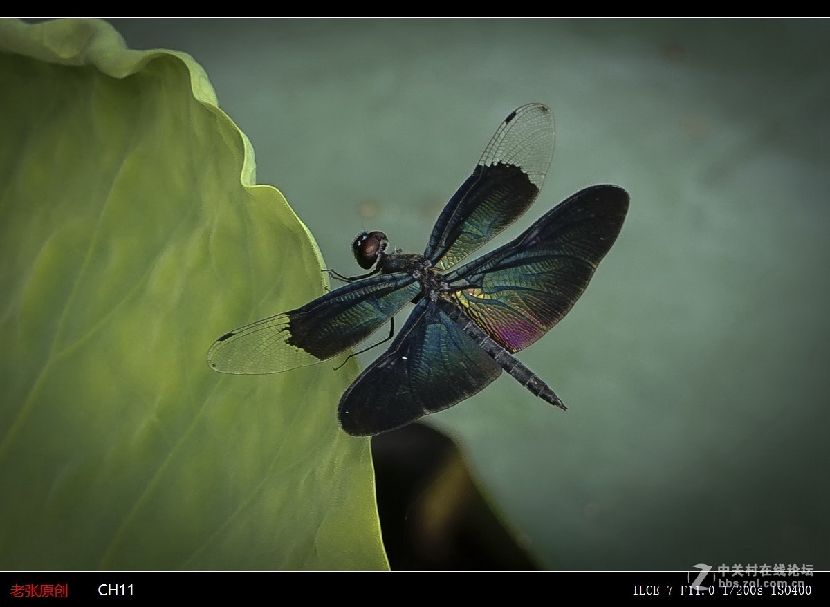 蜻蜓黑老婆第九张是莲花
