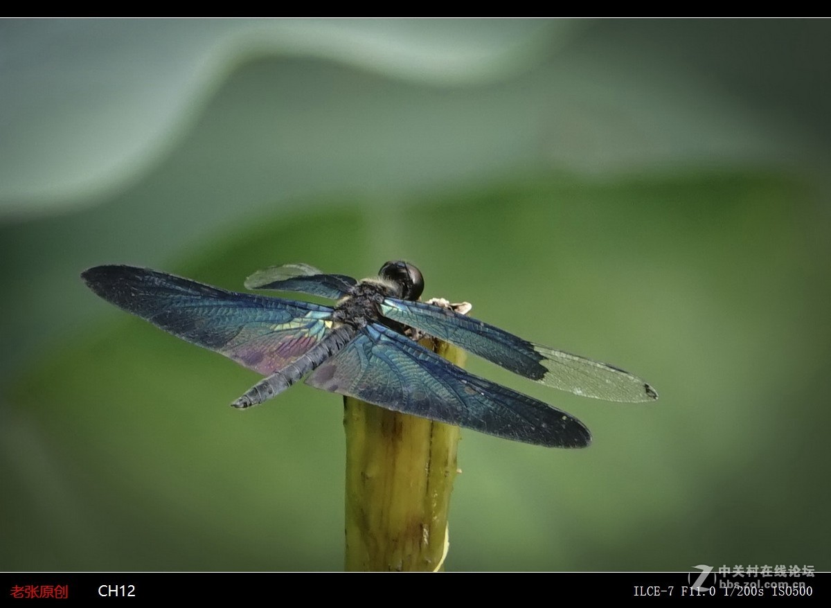 蜻蜓黑老婆第九张是莲花
