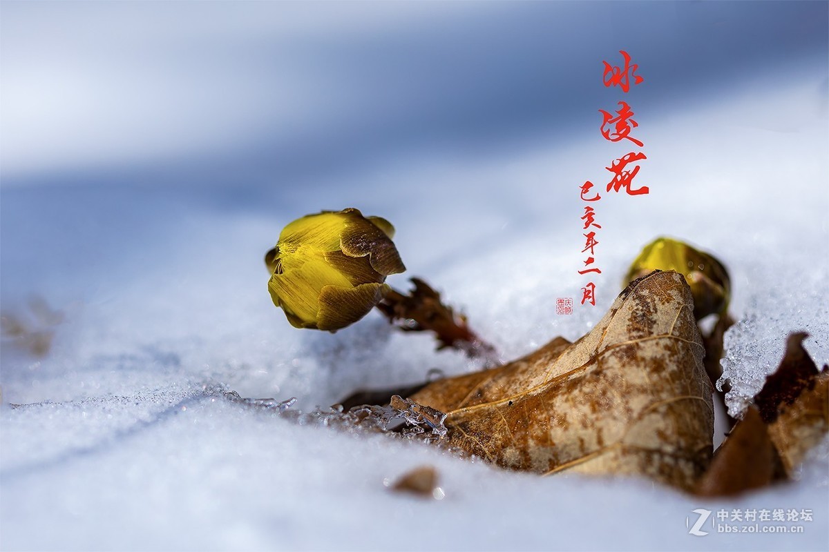 冰凌花