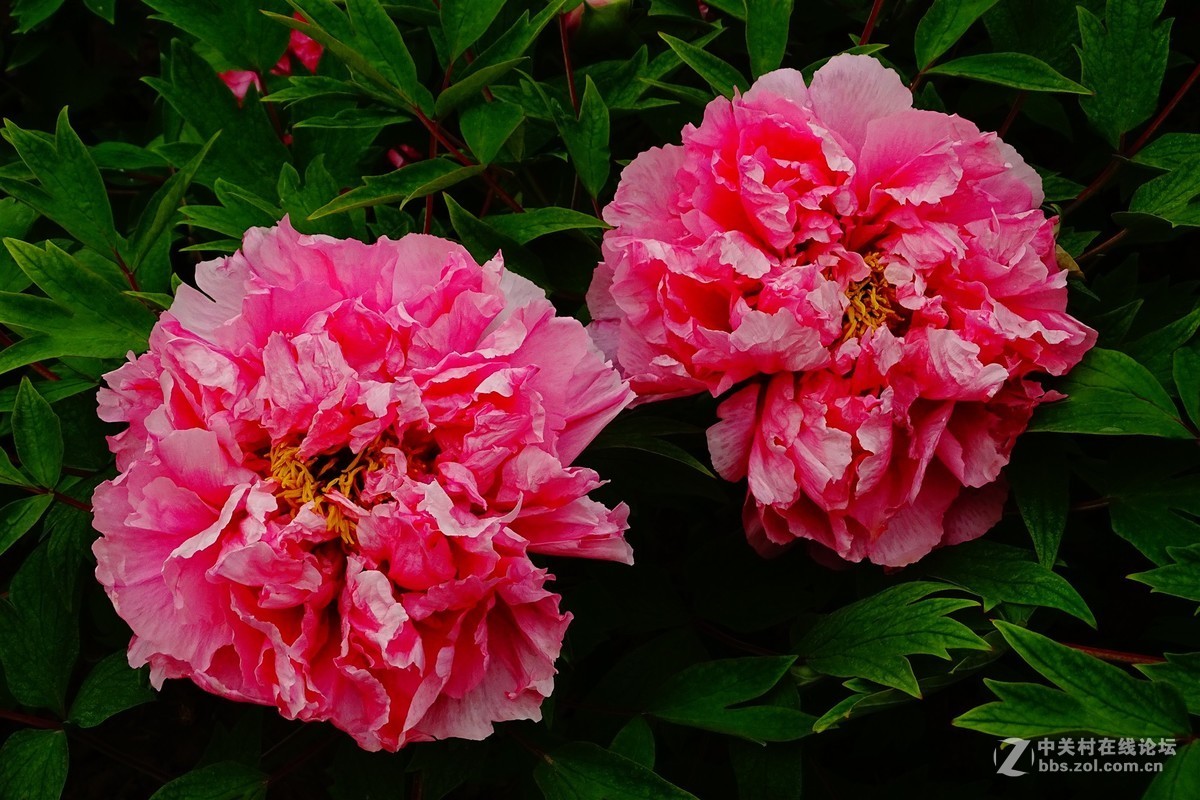 花开富贵牡丹花10