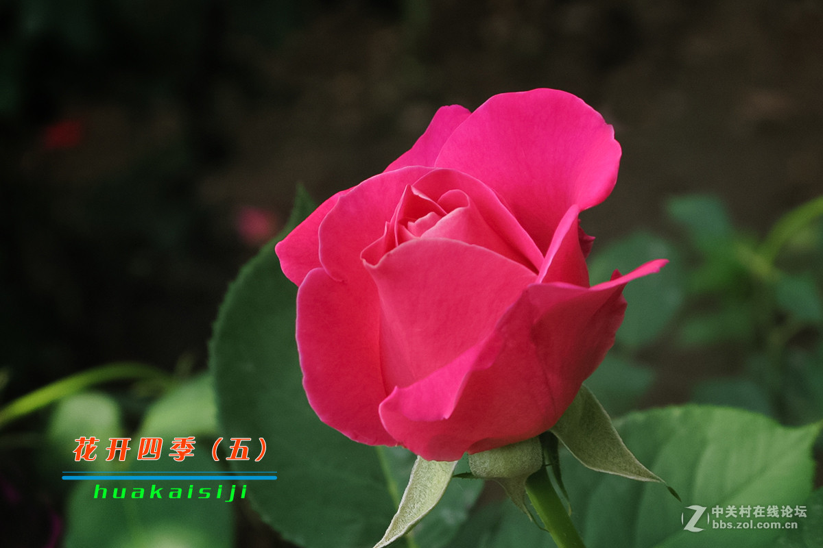 花开四季（五）