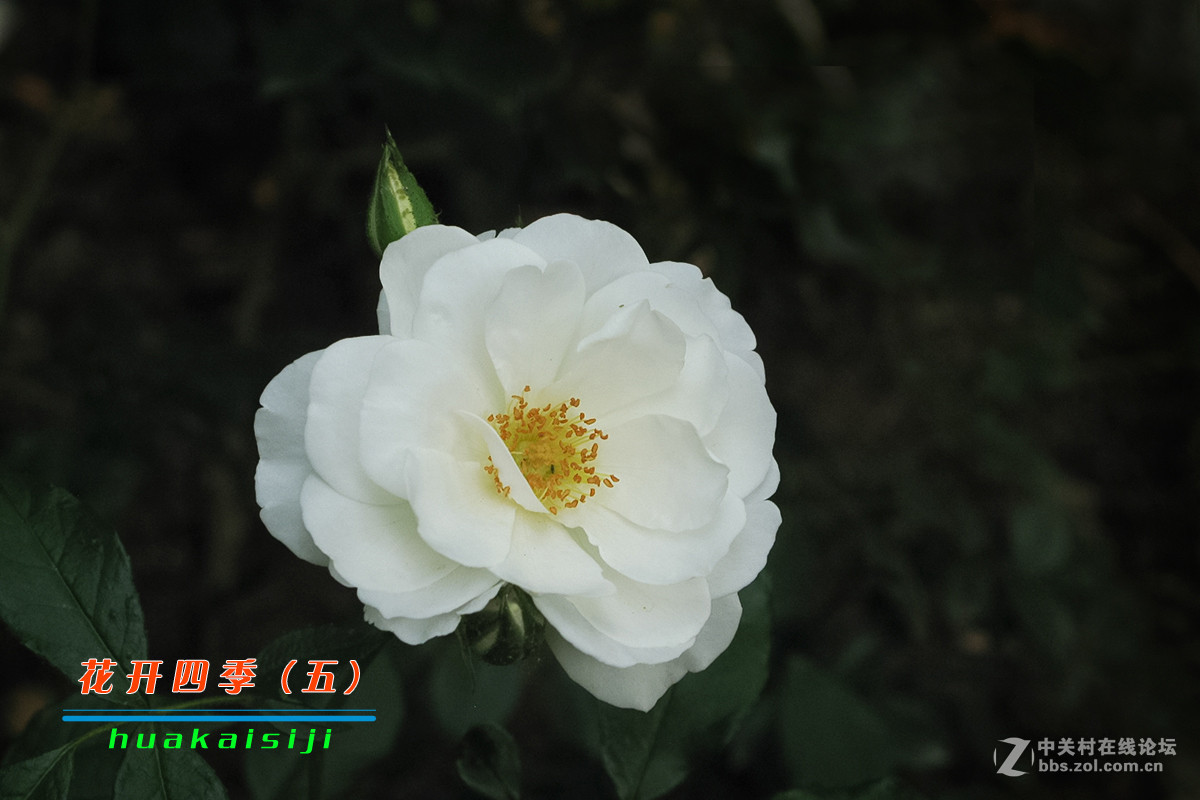 花开四季（五）