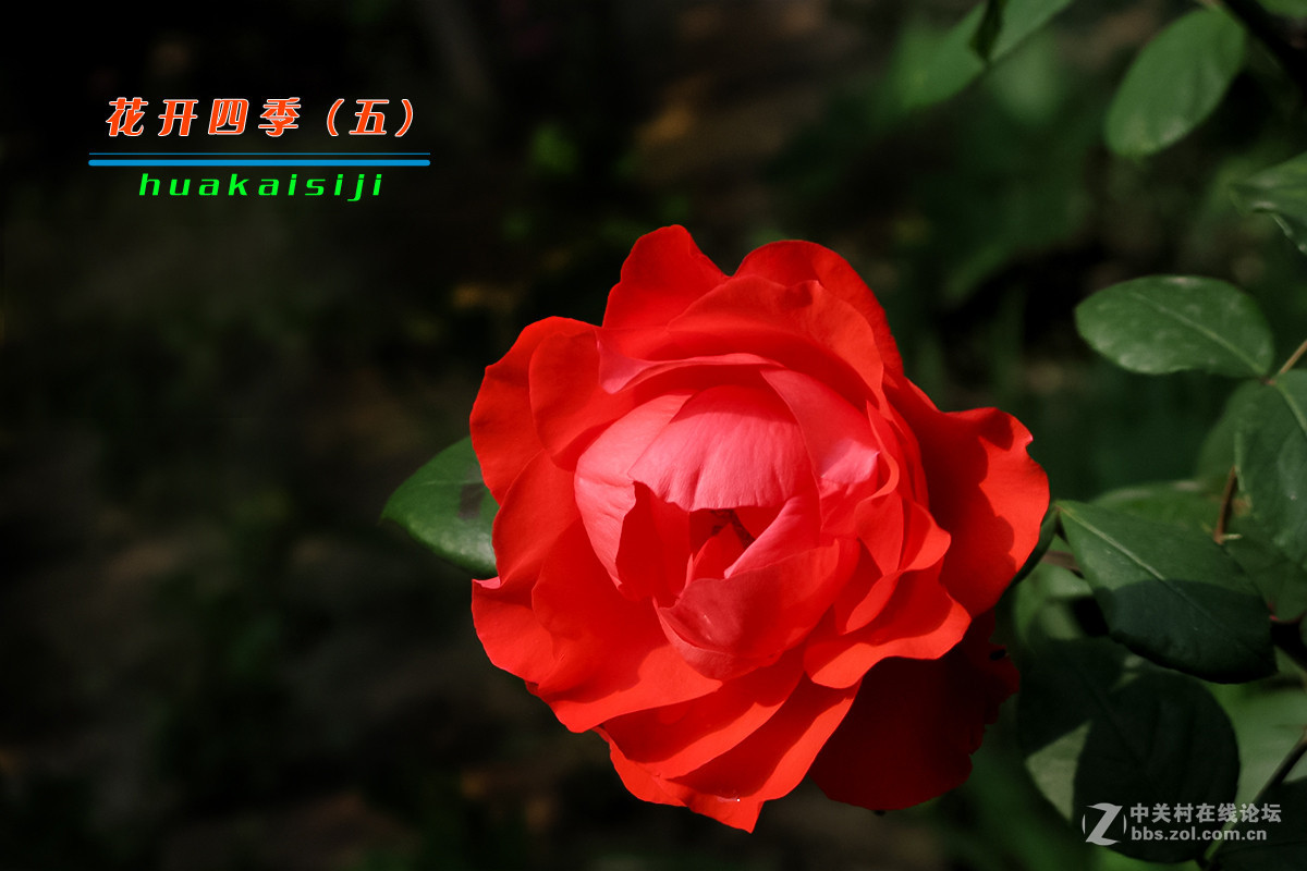 花开四季（五）