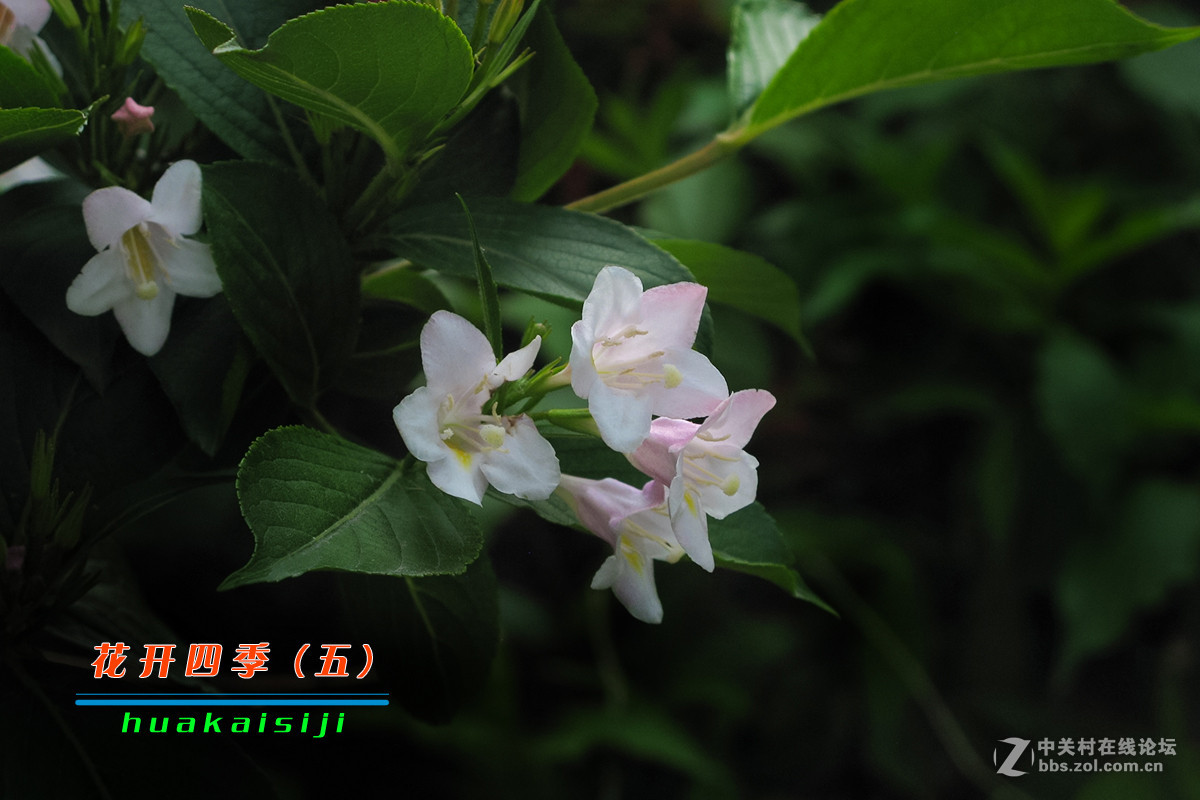 花开四季（五）