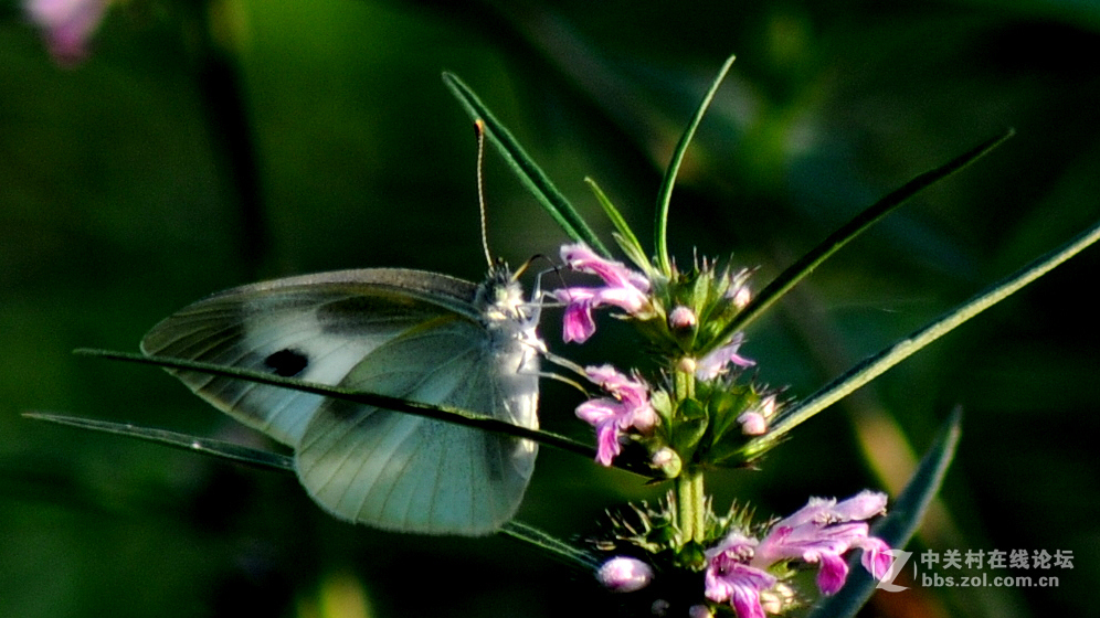 搭配腾龙A17拍摄 花一组