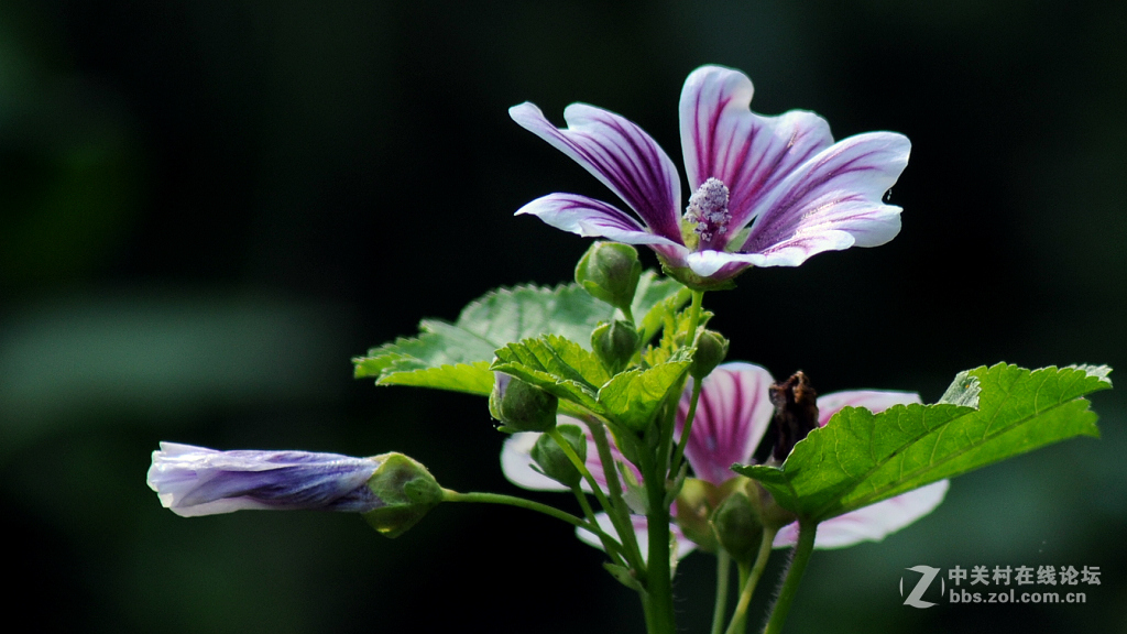 搭配腾龙A17拍摄 花一组