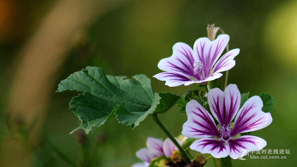 搭配腾龙A17拍摄 花一组