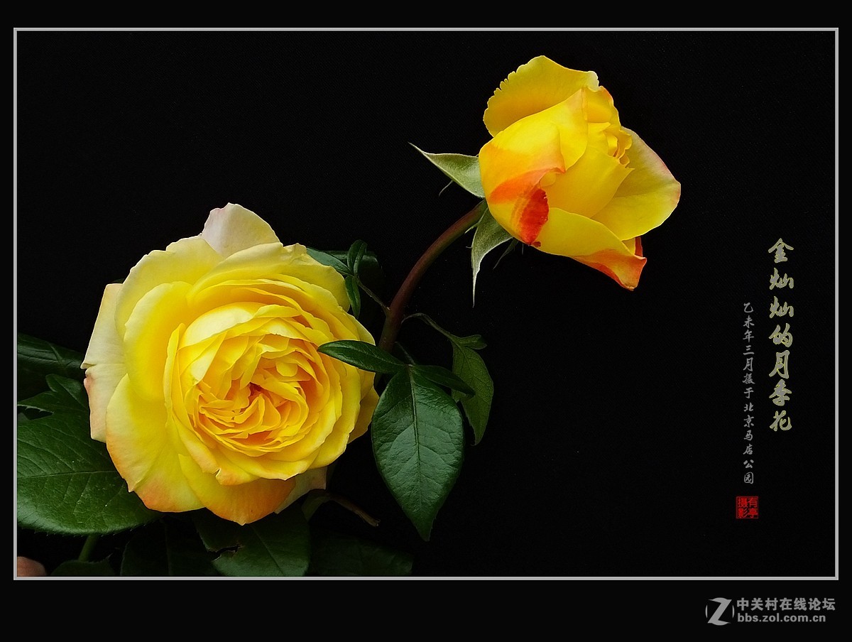金灿灿的月季花(2)--献给祖国的未来