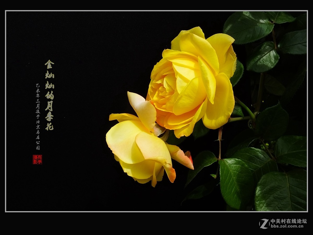 金灿灿的月季花(2)--献给祖国的未来