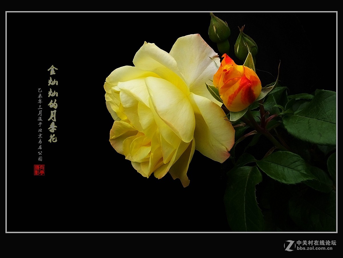 金灿灿的月季花(2)--献给祖国的未来