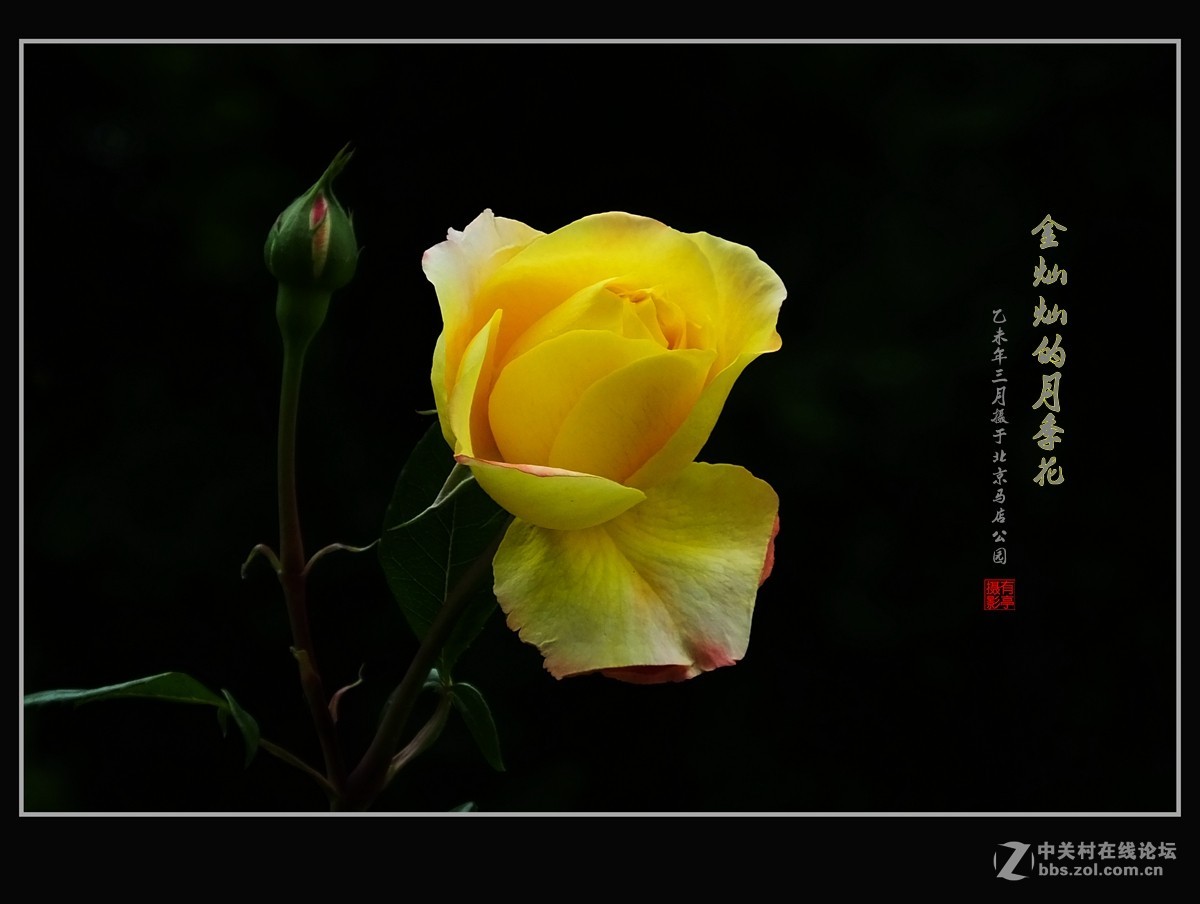 金灿灿的月季花(2)--献给祖国的未来