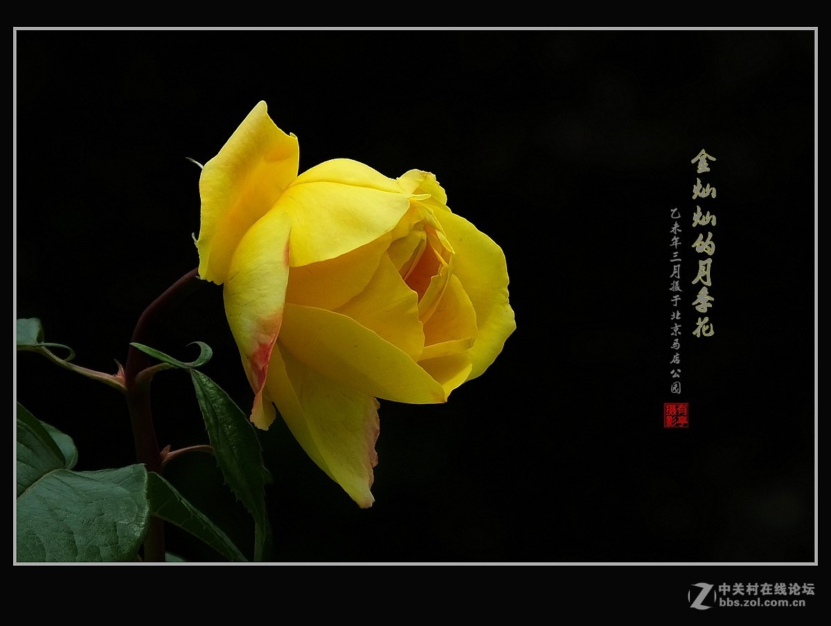 金灿灿的月季花(2)--献给祖国的未来