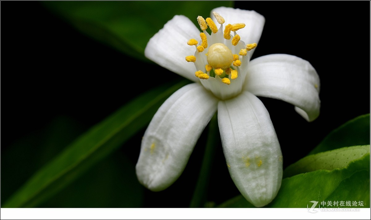 橘子花