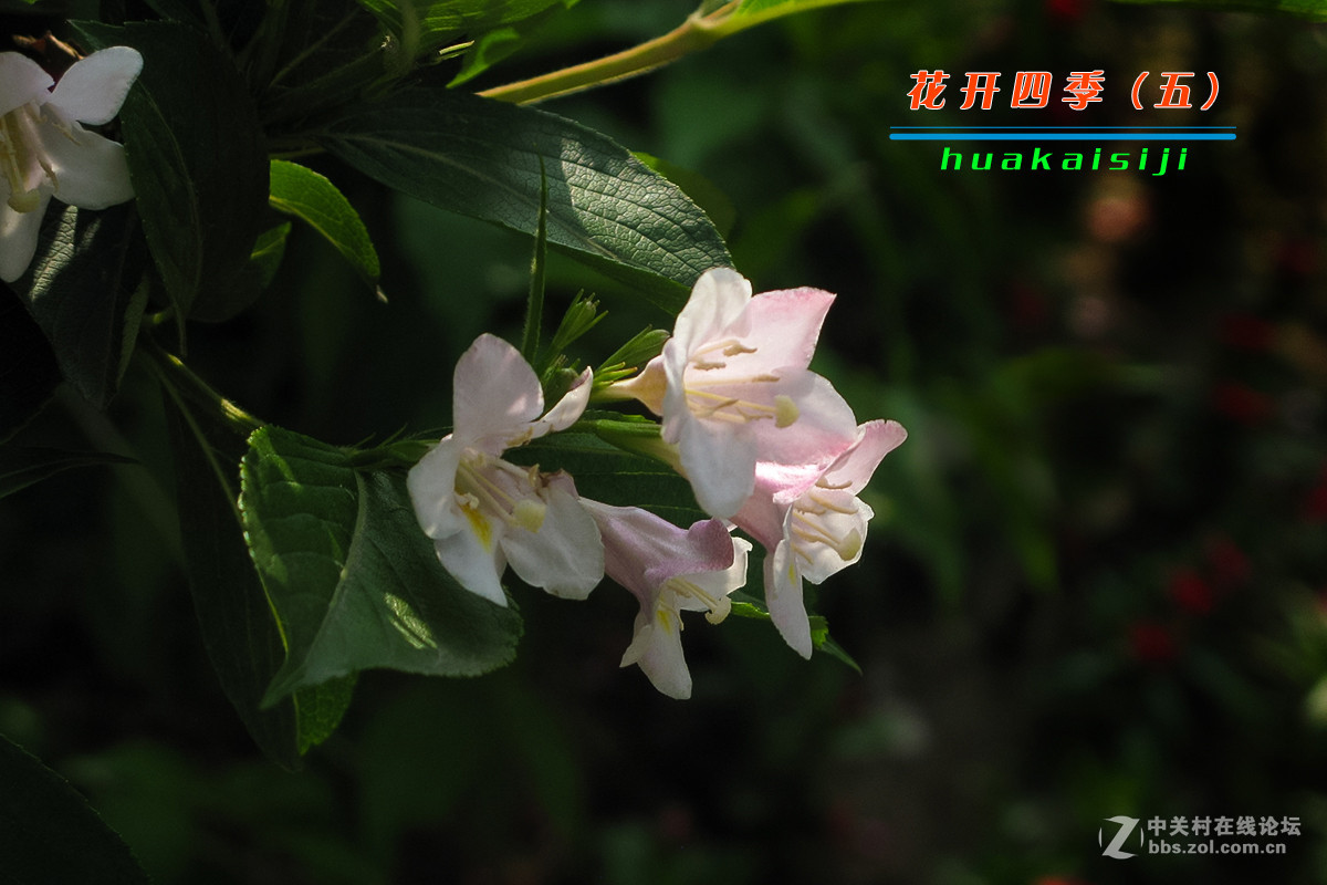 花开四季（五）