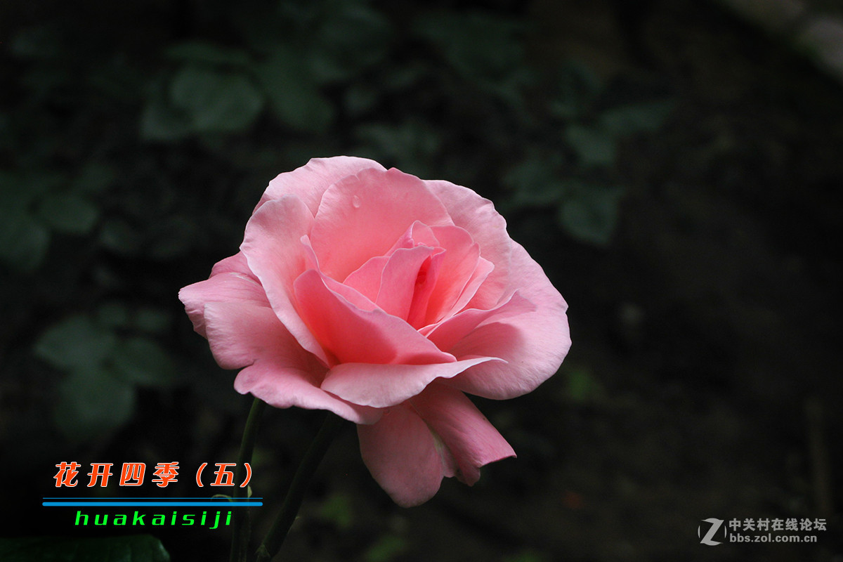 花开四季（五）