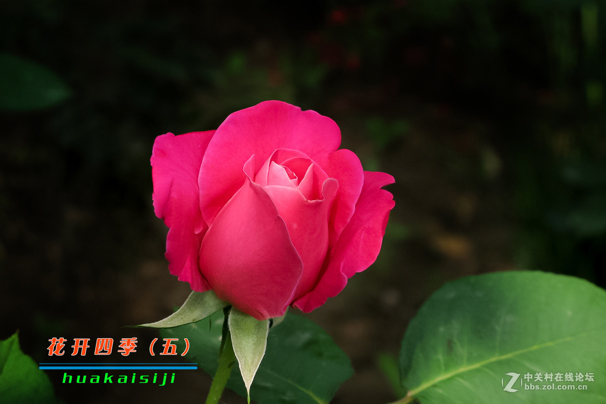 花开四季（五）