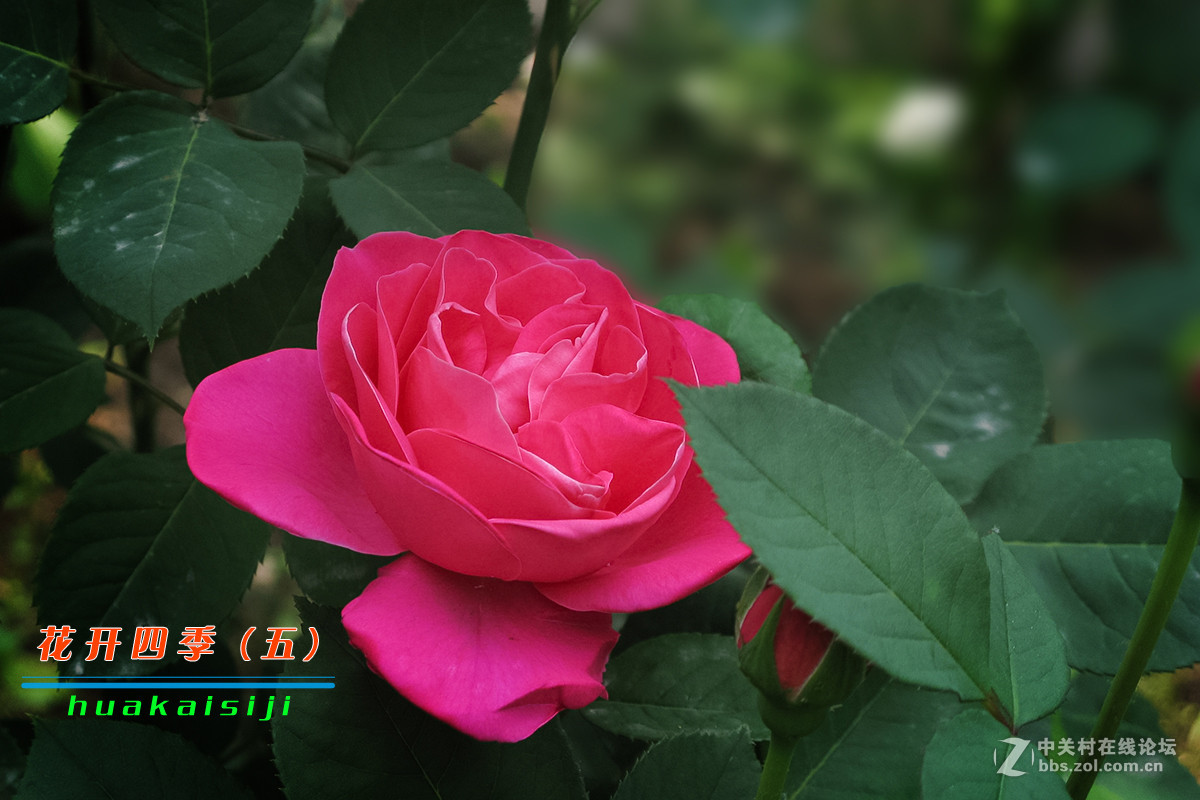 花开四季（五）